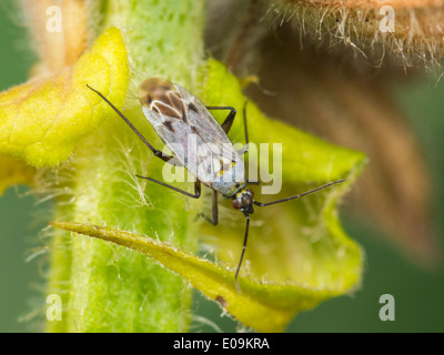 Macrotylus Herrichi, Weiblich, auf Salbei Stockfoto