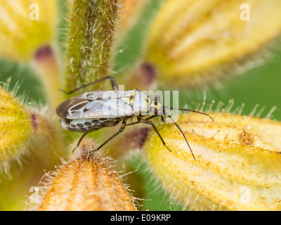 Macrotylus Herrichi, Weiblich, auf Salbei Stockfoto