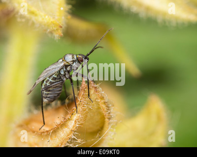 Macrotylus Herrichi, Weiblich, auf Salbei Stockfoto