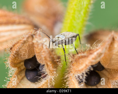 Macrotylus Herrichi, Weiblich, auf Salbei Stockfoto