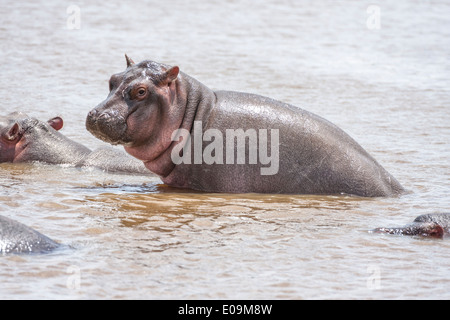 Eine Herde von Nilpferd in einem Fluss im Serengeti Nationalpark, Tansania Stockfoto