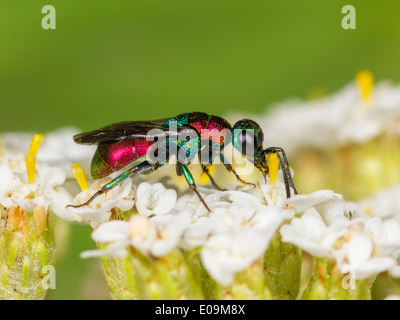 Hedychrum Niemelai, Weiblich, auf gemeinsame Schafgarbe (Achillea Millefolium) Stockfoto