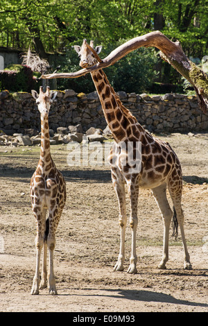 Rothschild Giraffen (Giraffa Plancius Rothschildi) mit ihr junges Blick in die Kamera. Stockfoto