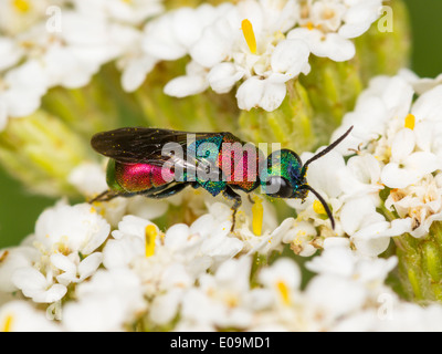 Hedychrum Niemelai, Weiblich, auf gemeinsame Schafgarbe (Achillea Millefolium) Stockfoto