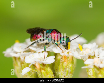 Hedychrum Niemelai, Weiblich, auf gemeinsame Schafgarbe (Achillea Millefolium) Stockfoto