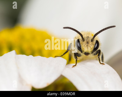 Gipser (Colletes Similis) auf Oxeye Daisy (Leucanthemum Vulgare), männliche Biene Stockfoto