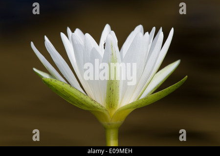 Dotleaf-Seerose (Nymphaea Ampla) Blume Stockfoto