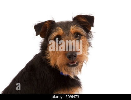 Ein Terrier Hund Portrait auf einem weißen Hintergrund Stockfoto