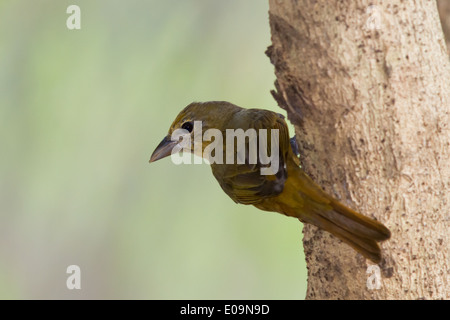 Frau Sommer Tanager (Piranga Rubra) Stockfoto