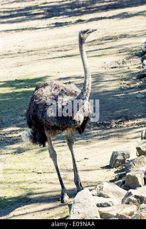 Eine gemeinsame Strauß (Struthio Camelus). Stockfoto