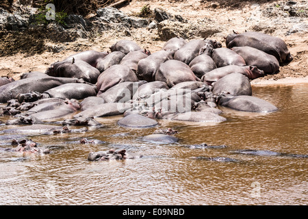 Eine Herde von Nilpferd in einem Fluss im Serengeti Nationalpark, Tansania Stockfoto