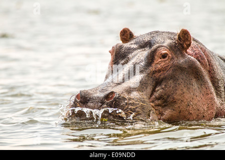 Eine Herde von Nilpferd in einem Fluss im Serengeti Nationalpark, Tansania Stockfoto