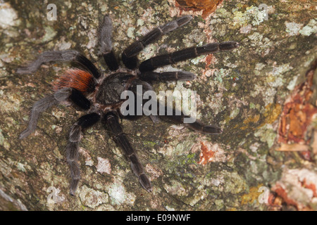 Mexikanische Redrump Vogelspinne (Brachypelma Vagans) zu Fuß auf einem Baumstamm Stockfoto