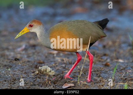 Grau-necked Holz-Schiene (Aramide Cajanea) Stockfoto