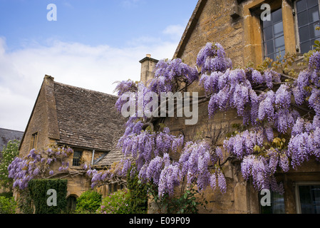 Glyzinien auf einem Cotswold Steinhaus, Broadway, Cotswolds, Worcestershire, England Stockfoto