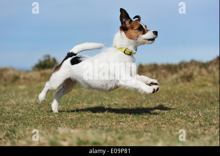 springen, jack Russell Terrier Hund Stockfoto