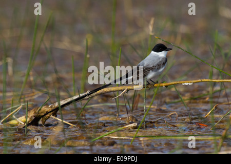 Gabel-tailed Flycatcher (Tyrannus Savana) Stockfoto