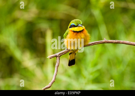 Bunte kleine Bienenfresser (Merops percivali) thront auf einem Brach. Fotografiert im Serengeti Nationalpark, Tansania Stockfoto