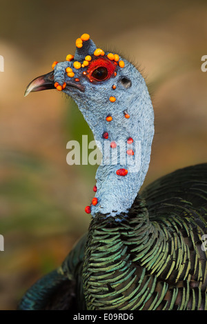 Männerkopf Pfauentruthuhn (Meleagris Ocellata) Stockfoto