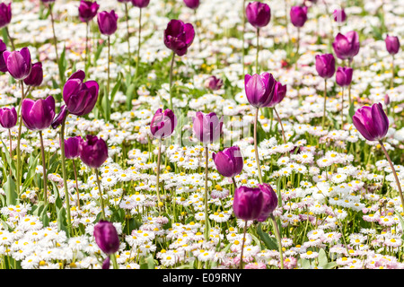 Violette Tulpen und weißen Margeriten Feld im Frühjahr Stockfoto