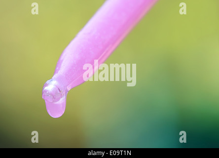 Nahaufnahme von pflanzlichen Tropfen aus einer Pipette Stockfoto