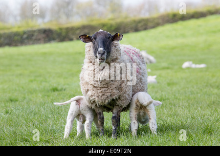 Beulah gesprenkelten Gesicht Schafe füttern zwei Lämmer Stockfoto