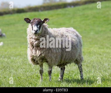 Beulah Specled Gesicht Schafe Stockfoto