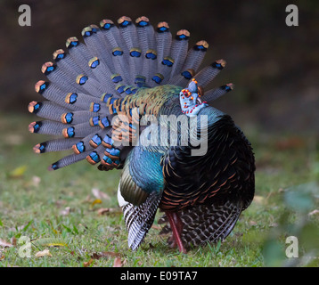 männliche Pfauentruthuhn (Meleagris Ocellata) anzeigen Stockfoto