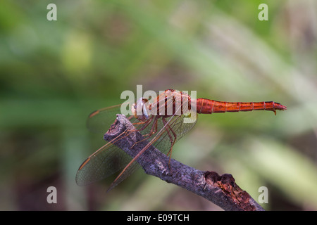 Scharlachrote Libelle (Crocothemis Saccharopolyspora). Auch breite Scharlach, gemeinsame Scarlet-Darter und scharlachrote Darter Stockfoto