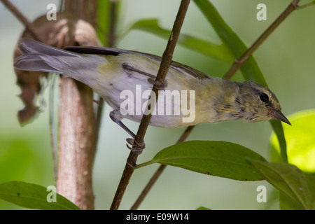 Tennessee Warbler (Vermivora Peregrina) Stockfoto