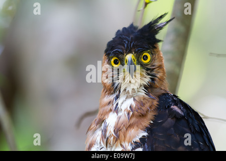 Reich verzierte Hawk-Eagle (Spizaetus Ornatus), Tikal, Guatemala Stockfoto