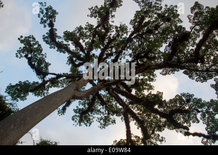 Baum Kapok (Ceiba Pentandra) Stockfoto