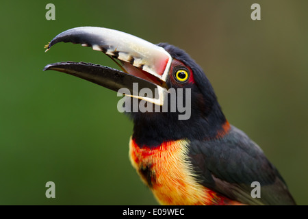 Collared Aracari (Pteroglossus Manlius) Stockfoto