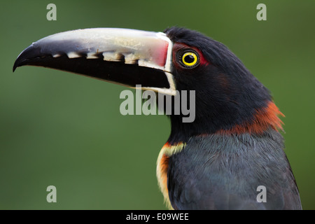 Collared Aracari (Pteroglossus Manlius) Stockfoto