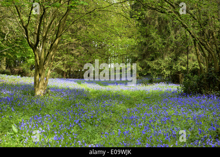 Ein Bluebell Holz in Oxfordshire, England im Frühsommer Stockfoto