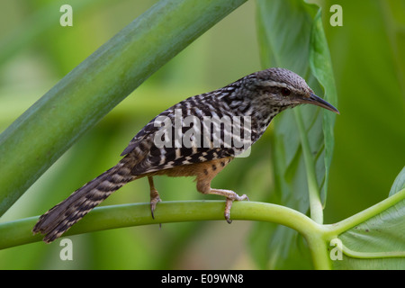 Band-backed Wren (Campylorhynchus Zonatus) Stockfoto