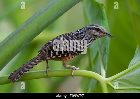 Band-backed Wren (Campylorhynchus Zonatus) Stockfoto