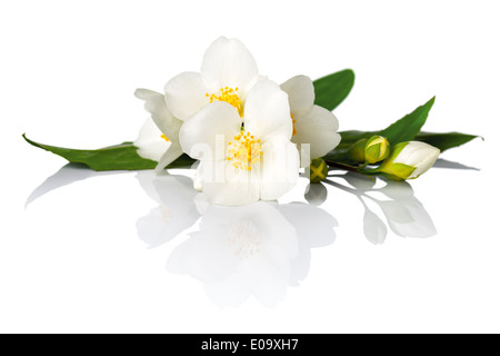 Jasmin Blüten auf weißem Hintergrund. Makroaufnahme Stockfoto