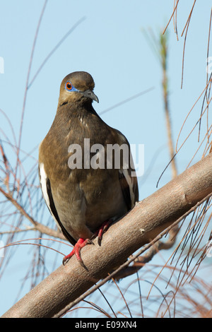 Weiß – Winged Taube (Zenaida Asiatica) Stockfoto