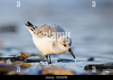 Sanderling (Calidris Alba) Erwachsene im Winterkleid Fütterung unter Rasierer Muscheln angespült von der Brandung am Strand von Titchwell Stockfoto