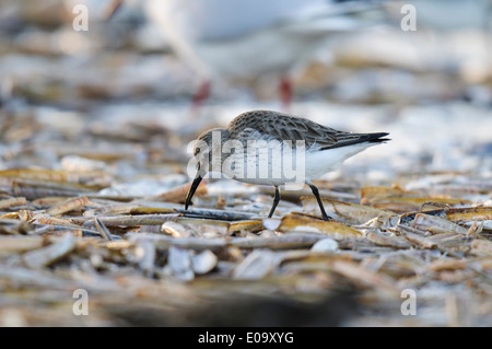 Alpenstrandläufer (Calidris Alpina) Erwachsene im Winterkleid, waten unter Rasierer Muscheln angespült von der Brandung am Strand von Titchwell Stockfoto