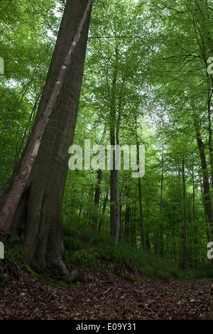 Die Sonian Wald, Foret de Soignes oder Zoniënwoud, einem 11.000 Hektar großen Waldgebiet südöstlich von Brüssel. Stockfoto