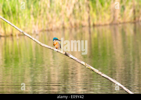 Eisvogel auf einem Ast Stockfoto