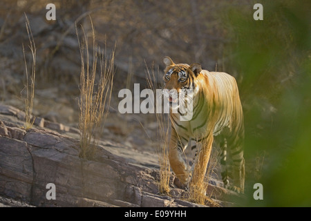 Tiger zu Fuß auf einer Felswand in Ranthambhore National park Stockfoto