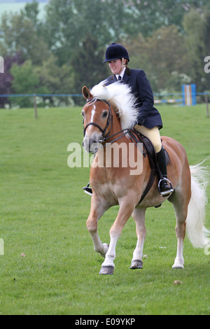 Reiter und Pferd Trab um einen Ring auf einer lokalen Messe Stockfoto