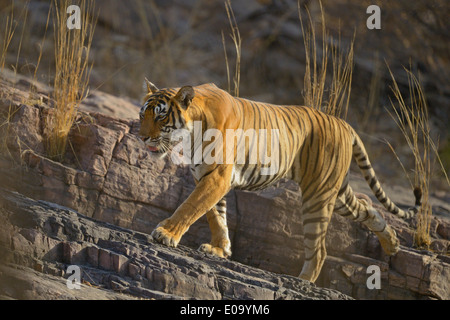 Tiger zu Fuß auf einer Felswand in Ranthambhore National park Stockfoto