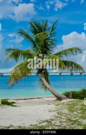 eine einsame Palme befindet sich vorne an der Karibik in den Florida Keys Stockfoto