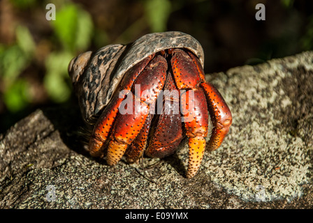 Eine rote Soldat Krabbe späht aus seiner Schale, während auf einem Felsen thront Stockfoto