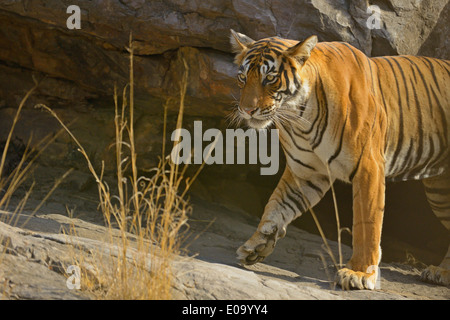 Tiger zu Fuß auf einer Felswand in Ranthambhore National park Stockfoto