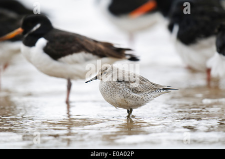 Knoten (Calidris Canutus) Erwachsene im Winter Gefieder stehen im seichten Wasser in der Mitte einer Herde von Austernfischer in Filey Stockfoto